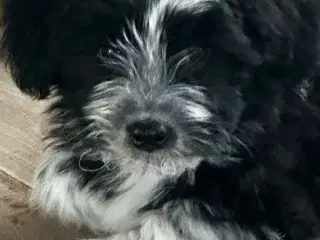 En hund alle vil se langt efter 