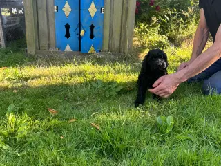 Goldendoodles hvalpe 