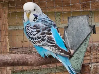 Undulat