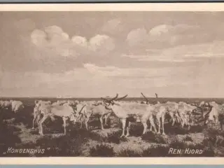 Kongenshus - Ren Hjord - Postkort - Ubrugt