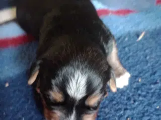 Yorkshire Terrier hvalpe 
