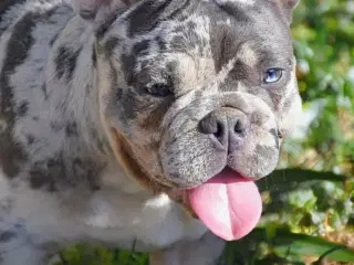 Fransk bulldog hvalpe.