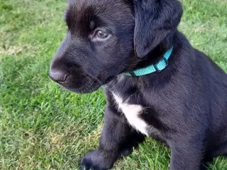 Labrador blanding, hvalpe