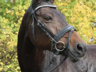 Smuk hoppe sælges 