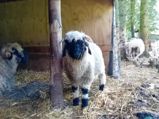 Walais blacknose 