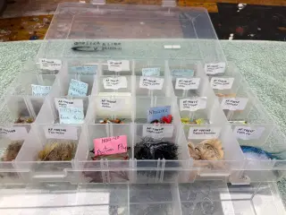 Kystfluer fra Henrik Agerskov 