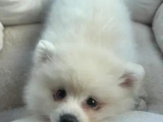 Verdens sødeste Pomeranian dreng søger nyt hjem 💙