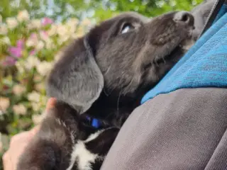 Hunde hvalpe 