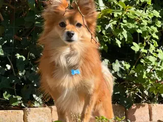 Milo 