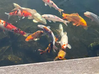 Japanske koi'er 