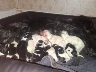 Engelske Cocker spaniels hvalpe 