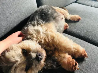 Lækker hundehvalpe Lhasa apso/cavapoo/maltser 