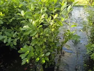 35 stk. Cherry laurel Prunus laurocerasus 'Novita' 100-120 cm.