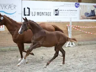 Dansk varmblod Plag