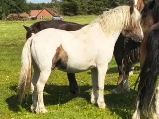 4 års vallak, ca. 140 cm i stang