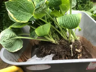 Planter HOSTA