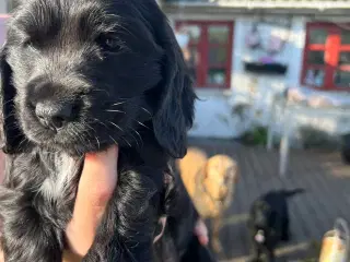 Cockerspaniel 