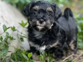 Bichon Havanais hvalpe 5 uger