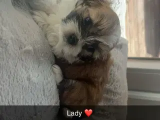 Shih-tzu / Bichon Havanaise - 4