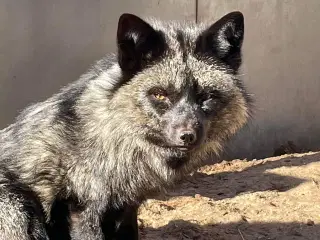 Sølvræv