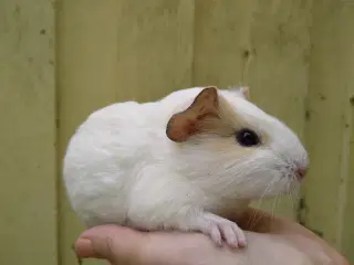 2 veninder, hun marsvin