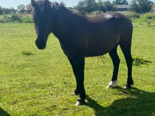 3 års hoppe