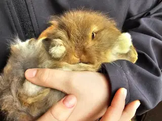 Lionlop minilop unger