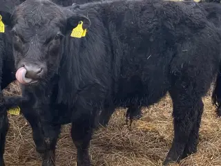 Dexter Tyrekalv polled