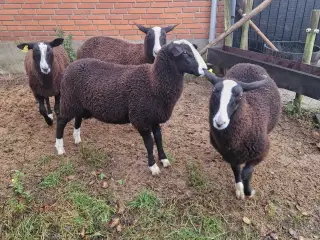 Zwartsbles gimmer og vædderlam sælges M 3