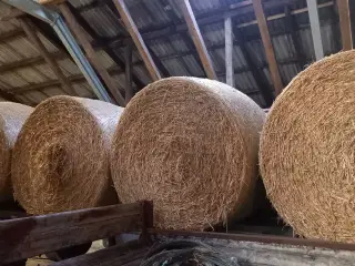 Vårbyg halm rundballer
