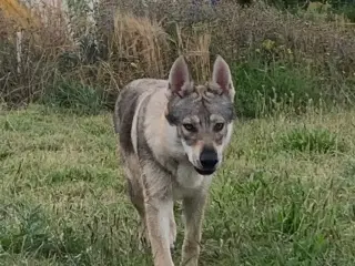 Hvalpe af hvid schæfer og tjekkoslovakisk ulvehund