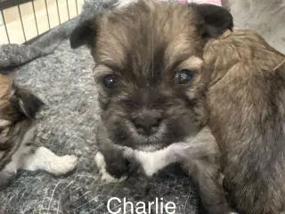 Lhasa apso - Charlie