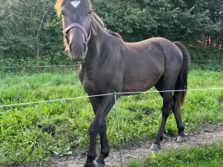 Oldenborg blanding