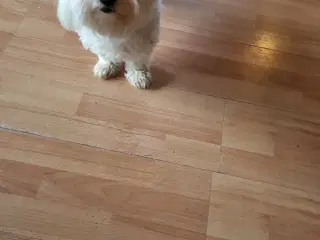 Coton de tulear 