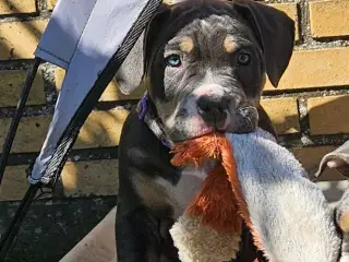 American bully 