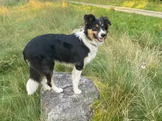 Border collie hvalpe