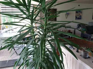 Yucca palme 