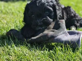 Cavapoo hvalp sælges