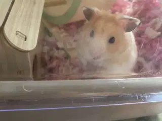 Guldhamster