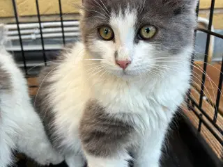 Maine coon killinger 