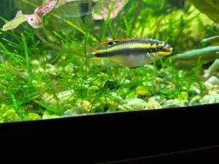 Kribensis