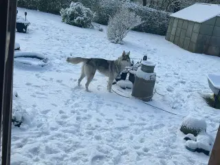 Sød husky tæve 