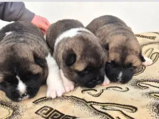 Hundehvalpe American Akita 