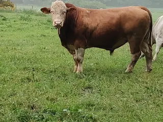 Simmentaler Tyr 