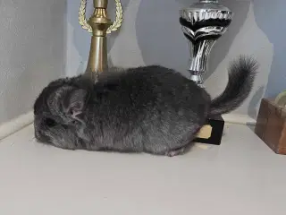 Chinchilla unge