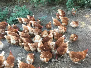 Isa Brown høns (godt 1 år)