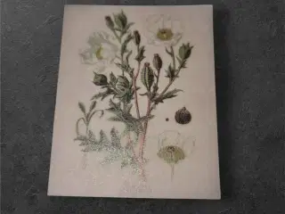 Elegante botaniske papirark til kreative projekter