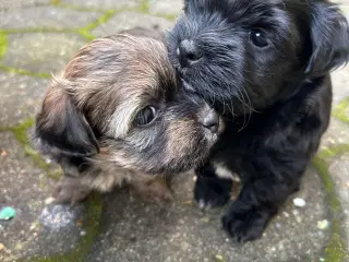 Bichon Havanese hvalpe. Kun to tilbage 