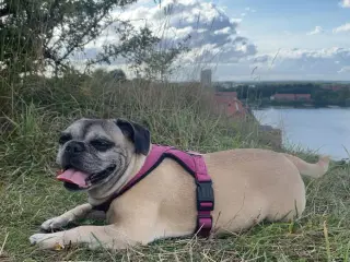 Hund søger sit sidste hjem 