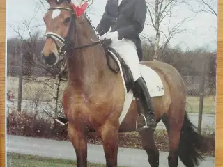 Hippologisk Tidsskrift 1992 nr.4